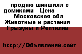 продаю шиншилл с домиками › Цена ­ 7 000 - Московская обл. Животные и растения » Грызуны и Рептилии   